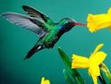 Beija-Flor Reformas e Revestimentos logo