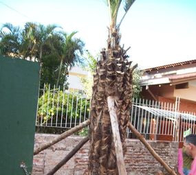  La Motta Plantio e Transplante de Árvores photo 5