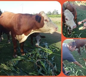 Sítio Merode photo 8