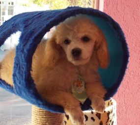 Bicho Miúdo - Pet Shop  photo 10