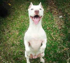 Smart Dog's Adestramento de Cães  photo 1