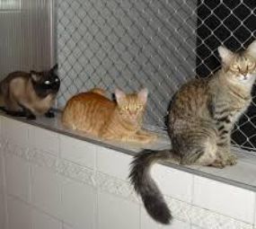 Telas Cabral photo 8