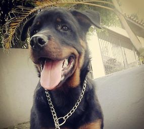 Smart Dog's Adestramento de Cães  photo 4