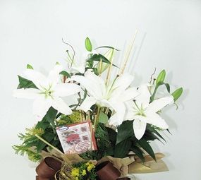 Floricultura Armazém Casa e Jardim