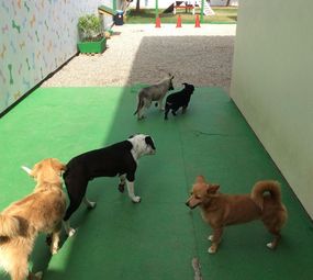 Dog Fun Espaço Canino photo 4