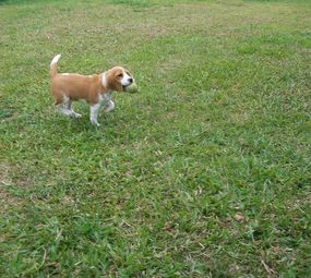  Hotel para Cães  photo 8