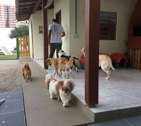 Dog Fun Espaço Canino photo 3