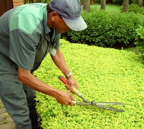 Ademir Mestre em Jardinagem e Paisagem  photo 1