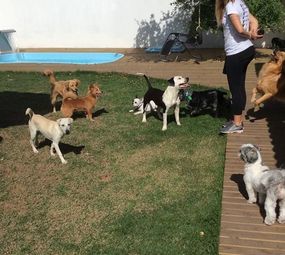 Dog Fun Espaço Canino photo 10