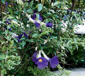 Ciqueira Jardinagem e Paisagismo   photo 4