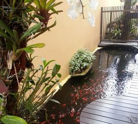 Lago Carpa - Lagos Ornamentais