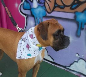 Bicho Miúdo - Pet Shop  photo 4