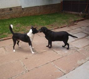 Pet Creche É o Bixo photo 3