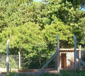  Hotel para Cães  photo 3