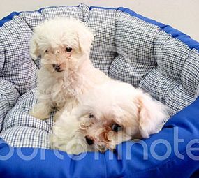 Porto Filhote Pet Shop e Veterinária  photo 8