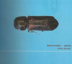 Imunizadora Renck photo 3