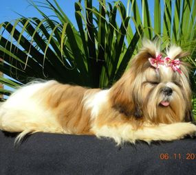 Laçarotes da Nessa - Laços e Acessórios para Pet Shop photo 3