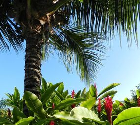 O Jardim Arquitetura Paisagística photo 1