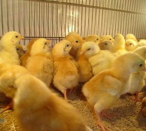 Agropecuária Casa do Agricultor photo 8