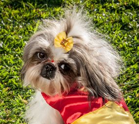 Patas e Brilhos Fantasias Pet Photo 4