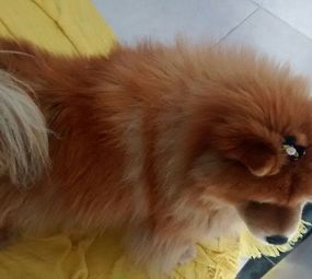 Donato Hotel para Cães