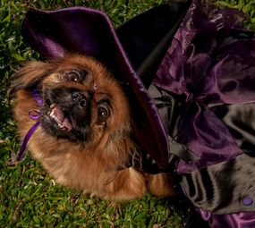 Patas e Brilhos Fantasias Pet Photo 3