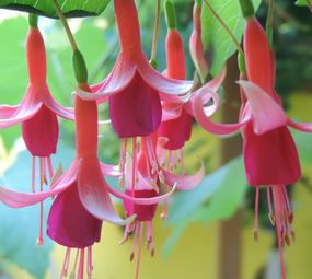 Floricultura Brinco de Princesa