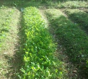 Tempero do Sul photo 6