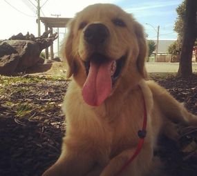 Smart Dog's Adestramento de Cães  photo 3