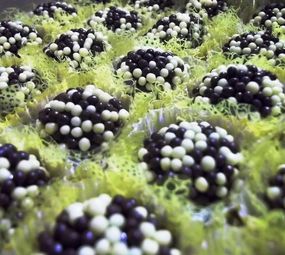 Dolce Vício Doceria Artesanal photo 8