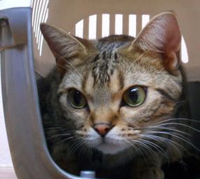 Chatterie - Centro de Saúde do Gato photo 6