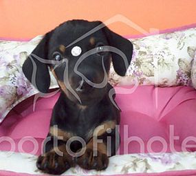 Porto Filhote Pet Shop e Veterinária  photo 1