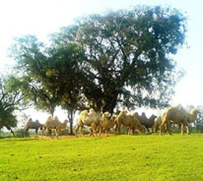 Pampas Safari Parque de Animais Selvagens photo 3