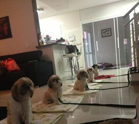 Adestramento Velasques - Terapia Comportamental photo 4