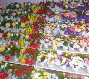 Funerária e Floricultura Muller photo 4