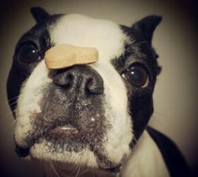 Smart Dog's Adestramento de Cães  photo 9