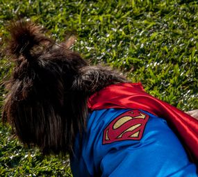 Patas e Brilhos Fantasias Pet Photo 5