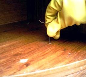 Dedetizadora Cupim photo 1