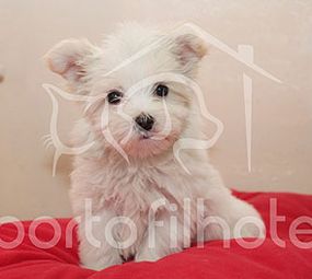 Porto Filhote Pet Shop e Veterinária  photo 7