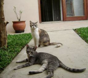 Refúgio Hotel para Cães e Gatos photo 4