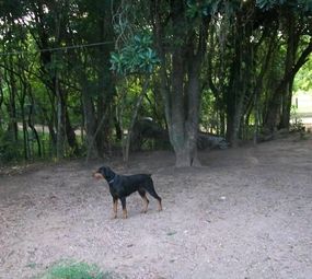  Hotel para Cães  photo 4