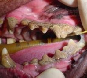 Profilaxia dentária com ULTRASSOM e Anestesia Inalatória