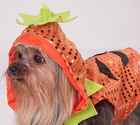 Patas e Brilhos Fantasias Pet Photo 6