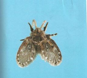 Imunizadora Renck photo 6