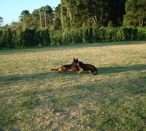 Cães e Gatos Park Hotel photo 3