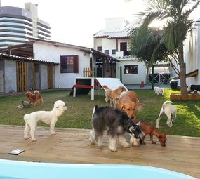 Dog Fun Espaço Canino photo 6