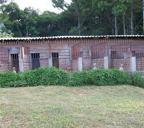  Hotel para Cães  photo 7