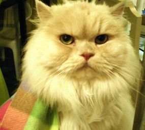 Laçarotes da Nessa - Laços e Acessórios para Pet Shop photo 1