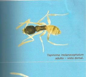 Imunizadora Renck photo 4