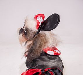 Patas e Brilhos Fantasias Pet Photo 7